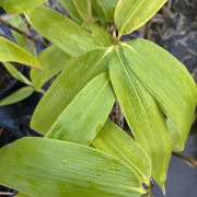 Palmbladsbambu - Sasa palmata Nebulosa (Krukstorlek: 2L)