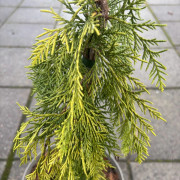 Ädelcypress - Chamaecyparis lawsoniana Filip´s Golden Tears (Storlek: 80-100 C5)