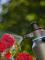 Gardena Water Pressure Sprayer (New Model)