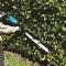 Makita XGT UH014GZ - Häcksax - sladdlös - 40 V - inget batteri, ingen laddare - 2000/3600/5000 spm - 750 mm - skärkapacitet: 18 mm - tandmellanrum:...