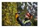 DeWALT DCMHT563N - Häcksax - sladdlös - inget batteri - 1400 spm - 55 cm - tandmellanrum: 25 mm - 2.9 kg - SOLO