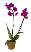 Brudorkidésläktet - Phalaenopsis - Höjd 50-60cm - ⌀12cm