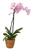 Brudorkidésläktet - Phalaenopsis - Höjd 50-60cm - ⌀12cm