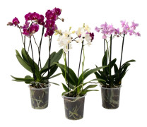 Fjärilsorkidé - Set med 3 - Phalaenopsis Multiflora - Höjd 35-45cm - ⌀12cm