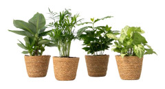 Krukväxtset i dekorativ korg - Set med 4 - Höjd 25-40cm - ⌀12cm
