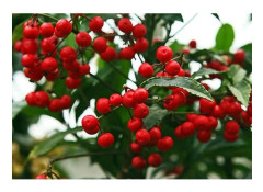 1 ARDISIA CRENATA I KRUKA 11CM, UTOMHUSVÄXTER, BALKONBLOMMUER