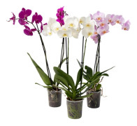 Fjärilsorkidé - Set med 3 - Phalaenopsis - Höjd 50-60cm - ⌀12cm