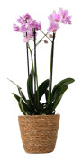 Fjärilsorkidé - Phalaenopsis Multiflora med korg - Höjd 35-45cm - ⌀12cm