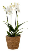 Fjärilsorkidé - Phalaenopsis Multiflora med korg - Höjd 35-45cm - ⌀12cm