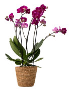 Fjärilsorkidé - Phalaenopsis Multiflora med korg - Höjd 35-45cm - ⌀12cm