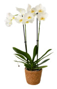 Brudorkidésläktet - Phalaenopsis - Höjd 50-60cm - ⌀12cm