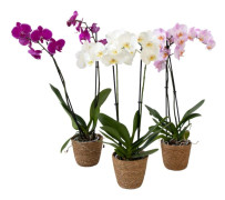 Fjärilsorkidé - x3 - Phalaenopsis i deco korg - Höjd 50-60cm - ⌀12cm