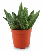 2x Aloe & 2x Peperomia Rotundifolia - 4-pack Krukväxter Ø10,5 cm