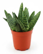 Aloe Paradiscicum & Callisia Turtle - 4-pack Krukväxter Ø10,5 cm