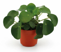 Aloe & Pilea Växtpaket – 4 st – Grönskande Hemtrivsel