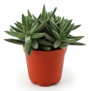 Aloe & Crassula Tenelli Växtpaket - 4 st - Ø10,5 cm - H10 cm