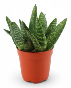Aloe Paradisicum & Peperomia Rana Verde - 4-pack växter