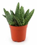 Aloe & Peperomia Växtpaket - 4 st, Ø10,5 cm