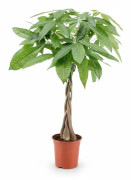Pachira Aquatica Lyckokastanj i Kruka Ø19 cm, Höjd ca 80 cm