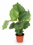 Calathea Orbifolia Krukväxt Ø17 cm, Höjd ca 60 cm