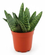 4-pack Aloe Växter i Kruka Ø10,5 cm Höjd ca 10 cm