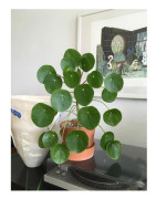 1 ST PILEA PEPEROMIOIDES PENNINGSPLANTA KRUKA 15CM för inomhusbruk