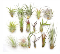 Tillandsia set 16 st luftväxter “Startpaket”