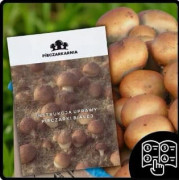 Brun svampmycelium 30 kg stort odlingskit Instruktioner + Gratis