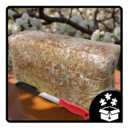 Ostronsvampmycelbal 15 kg Hemodling Snabbskörd + Gratis