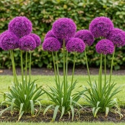 Hjärta av exotism blomlökar - Prydnadsvitlök Allium Purple Sensation (15 stycken) diameter 10-12cm