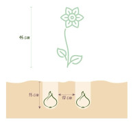 Hjärtat av exotism blomkängor - Påsklilja Narcis Tete-A-Tete (25 stycken) diameter 10-11cm