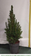 1 ST JÄRNLÖVSPINUS GLANSA KONA KRUKA 16CM JULGRAN