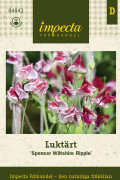 Luktärt, Spencer Wiltshire Ripple - Lathyrus odoratus Spencer Wiltshire Ripple