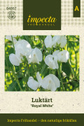 Luktärt Royal White - Lathyrus odoratus Royal White
