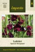 Luktärt Spencer Beaujolais - Lathyrus odoratus Spencer Beaujolais