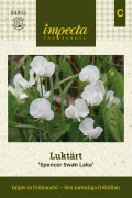 Luktärt Spencer Swan Lake - Lathyrus odoratus Spencer Swan Lake