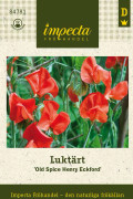 Luktärt Old Spice Henry Eckford - Lathyrus odoratus Old Spice Henry Eckford