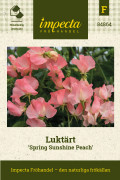 Luktärt Spring Sunshine Peach - Lathyrus odoratus Spring Sunshine Peach