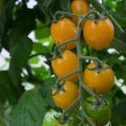 Plommontomat Krebs Honey Plum F1 - Solanum lycopersicum Krebs Honey Plum F1