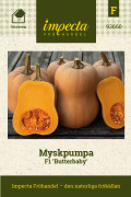 Pumpa, Mysk-, Butterbaby F1 - Cucurbita moschata Butterbaby F1