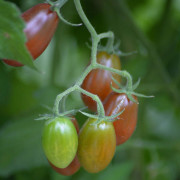 Körsbärstomat Krebs Brown Tasty F1 - Solanum lycopersicum Krebs Brown Tasty F1