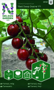 Körsbärstomat Deep Red Desire F1 - Solanum lycopersicum Deep Red Desire F1