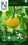 Bifftomat Lemon Boy F1 - Solanum lycopersicum Lemon Boy F1