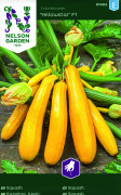 Sommarsquash Yellowstar F1 - Cucurbita pepo Yellowstar F1