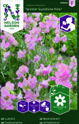 Luktärt Winter Sunshine Pink - Lathyrus odoratus Winter Sunshine Pink