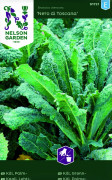 Palmkål Nero di Toscana - Brassica oleracea (Palmifolia-gr.) Nero di Toscana