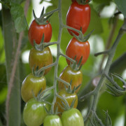 Plommontomat San Marzano Krebs Linea F1 - Solanum lycopersicum Krebs Linea F1