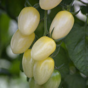 Körsbärstomat Krebs White F1 - Solanum lycopersicum Krebs White F1