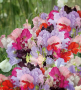 Luktärt Spring Sunshine - Lathyrus odoratus Spring Sunshine Summer Feeling