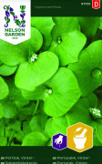 Vinterportlak - Claytonia perfoliata